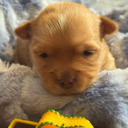 Armani - Gold male Yorkshire Terrier puppy in Howe, Oklahoma from Ray Holder