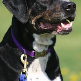 Catahoula Leopard Dogs from Suzanne White's Catahoula Leopard Dogs