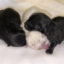 Pomeranian puppies from 918 Pomeranians