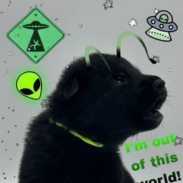 Mr. Lime Green - Black male German Shepherd puppy in Granite City, Illinois from Devon Rugerio's German Shepherds