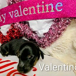 Valentino - Black and tan male Dachshund puppy in Millington, Tennessee from SchmooterBabies