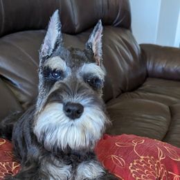 Brice - Salt and pepper Miniature Schnauzer puppy in Boise, Idaho from HuntRidge