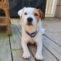 Ranger - Parson Russell Terrier