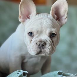 Simon - White male Bulldog puppy in Clever, Missouri from Crystals Bulldog Bungalow