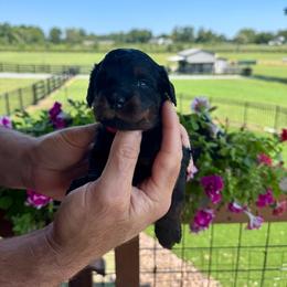 Venus - Phantom female Bernedoodle puppy in Rock Hill, South Carolina from LolliPop Farms
