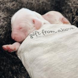 Goldendoodle and Golden Retriever Puppies from Canterbury Canines