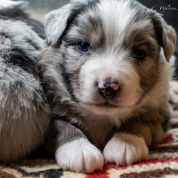 Felix - Blue merle male Australian Shepherd puppy in Decatur, Texas from Wyldrose Australian Shepherds