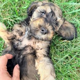 Cider with training - Sable male Cockapoo puppy in Boonville, North Carolina from Doods & Dolls
