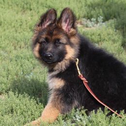 German Shepherd and Papillon Puppies from AZSunshine K9's