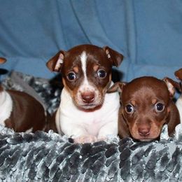 Teddy Roosevelt Terrier Puppies from Aerie Ridge Teddy Roosevelt Terriers