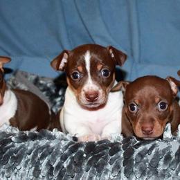 Teddy Roosevelt Terrier Puppies from Aerie Ridge Teddy Roosevelt Terriers