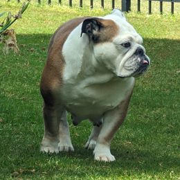 Jewel - Bulldog