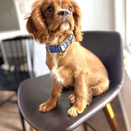 Cavalier King Charles Spaniel All Grown Up from Cavi Love