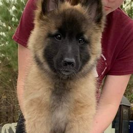 Belgian Tervuren Puppies from Kanna Belgian Tervuren