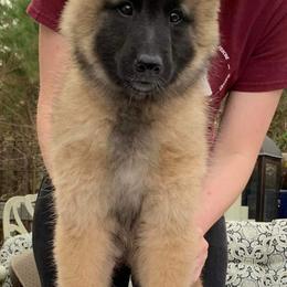 Belgian Tervuren Puppies from Kanna Belgian Tervuren