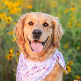 Lucy - Golden Retriever