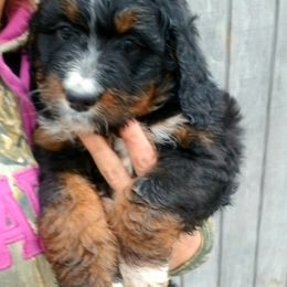 Bernedoodle Puppies from Flat Creek Bernedoodles