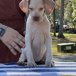 Lime collar girl - Lemon and white female Pointer puppy in Youngsville, North Carolina from Dogma Pointers & Bulldogs