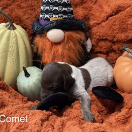 Comet - White and liver German Shorthaired Pointer puppy in Weeki Wachee, Florida from River Ridge GSP