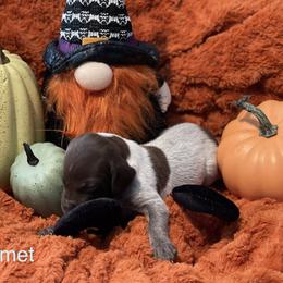 Comet - White and liver German Shorthaired Pointer puppy in Weeki Wachee, Florida from River Ridge GSP