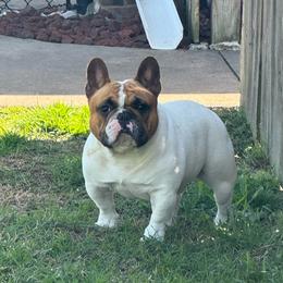 Boomer - French Bulldog