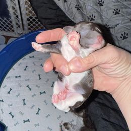 Boy 1 - Brown male Poodle puppy in Lufkin, Texas from Texas Kissed K9s