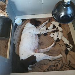 Boy 7 - White and liver male German Shorthaired Pointer puppy in Laporte, Minnesota from Northern Odyssey Gun Dogs