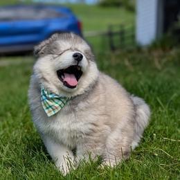 Damien - Gray and white Siberian Husky puppy in Coshocton, Ohio from Wyant Farms
