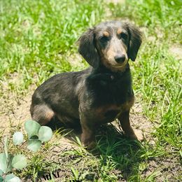 Josie - Dachshund