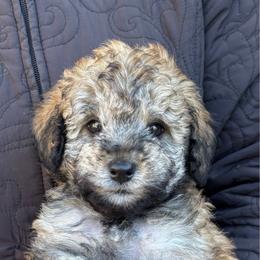 Sushi - Sable male Schnoodle puppy in Colorado Springs, Colorado from Spice Mountain Puppies