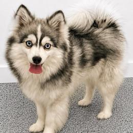 Kitty - Pomsky