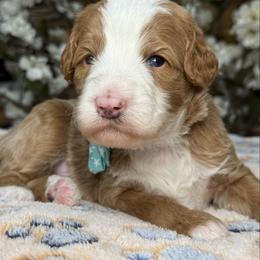 Teal-nugget - Red male Bernedoodle puppy in Yuciapa, California from AlltheDoodlez_