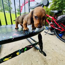 Dachshund Puppies from Mini Doxies of the South