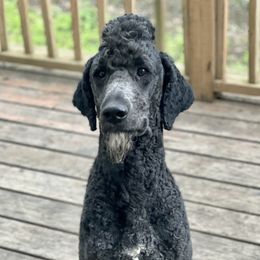 Poodles from Spunky Paws Poodles
