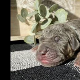 Light Blue - Blue male Great Dane puppy in Weatherford, Texas from Oak Bend Danes