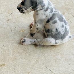 Great Dane Puppies from Texas Devine Danes