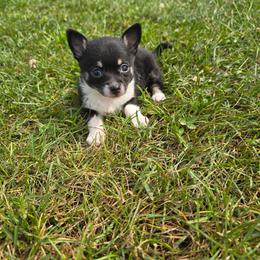 Mia - Black and white female Chihuahua puppy in Amity, Pennsylvania from Baxters Chihuahuas