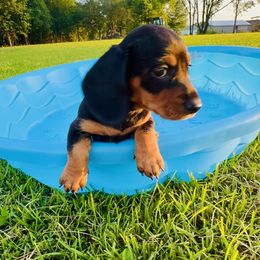 Dachshund Puppies from Mini Doxies of the South