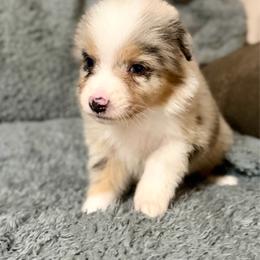 Luna - Blue merle female Australian Shepherd puppy in Athens, Texas from Ricochet Corgis