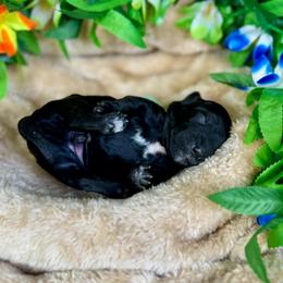 Kokomo - Black male Goldendoodle puppy in Haltom City, Texas from Ohana Doodles