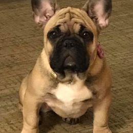 Maggie - French Bulldog