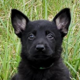 Green Collar - Ambush - Bi-color male German Shepherd puppy in Augusta, West Virginia from Cricket Hollow Canines