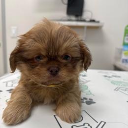 Nemo 1 - Gold male Shih Tzu puppy in Azusa, California from RJ Shih Tzu lover