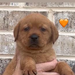 Orange collar - Yellow female Labrador Retriever puppy in Clinton, Tennessee from Summer Rose