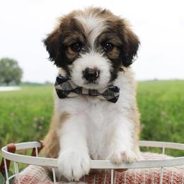 Sully - Sable male Bordoodle puppy in Ashland, Ohio from Cherry Blossom Doodles