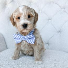 Stormy - Cream male Goldendoodle puppy in Sterling, Illinois from Charley's Goldendoodles