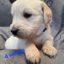 Blue boy - Light golden male Golden Retriever puppy in Albuquerque, New Mexico from Teeter's Desert  Goddess Goldens