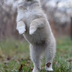 Icelandic Sheepdog Puppies from Valhalla Icelandic Sheepdogs