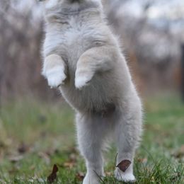 Icelandic Sheepdog Puppies from Valhalla Icelandic Sheepdogs