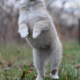 Icelandic Sheepdog Puppies from Valhalla Icelandic Sheepdogs